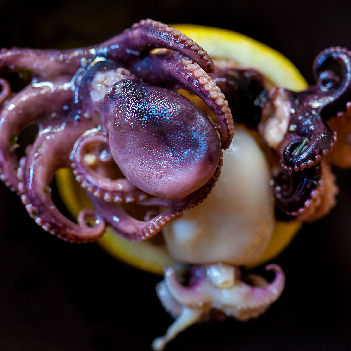 Octopus Salad